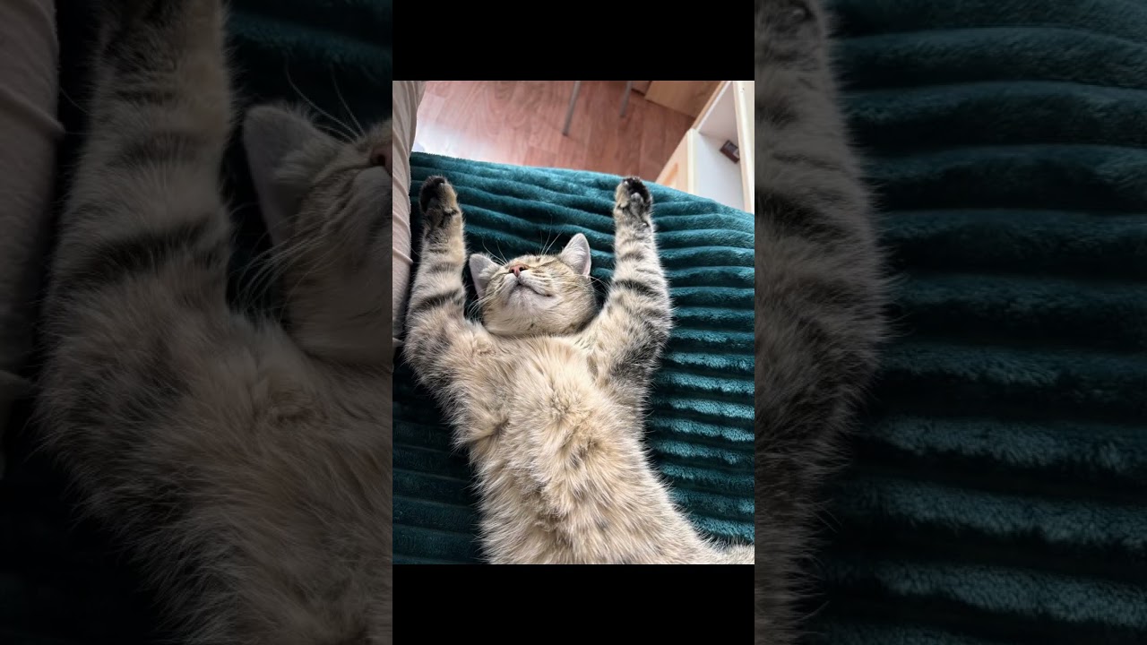 Why Do Cats Chirp? Unlocking Your Kitty's Clever Survival Skills!