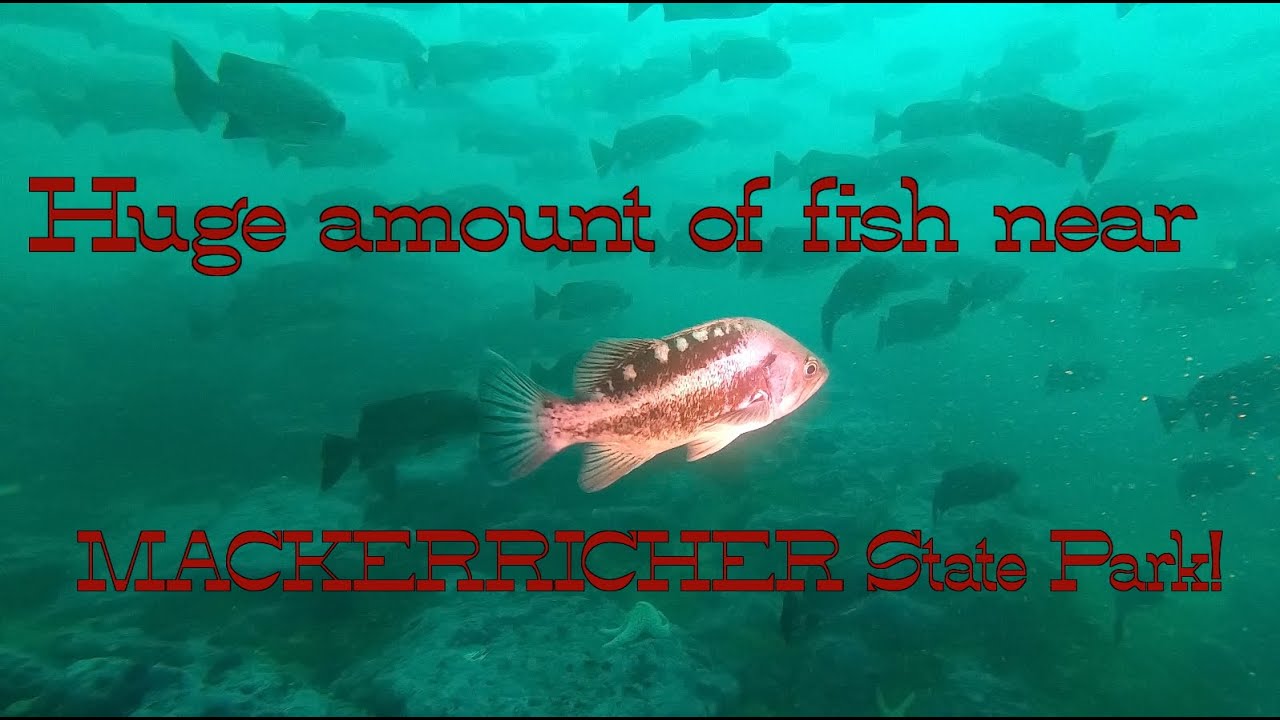 Huge amount of fish near MACKERRICHER STATE PARK!
