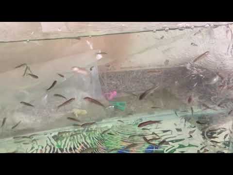 वीडियो: गर्रा रूफा मछली की देखभाल कैसे करें