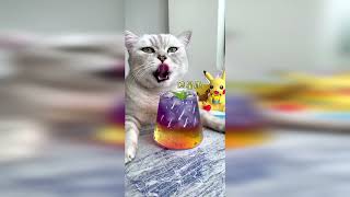 【面白い猫】怒った猫はとてもかわいいです!!!🤣おかしな🤣猫と犬🥰笑わないようにしてください🥰面白いペットの愛の動物 #20210920