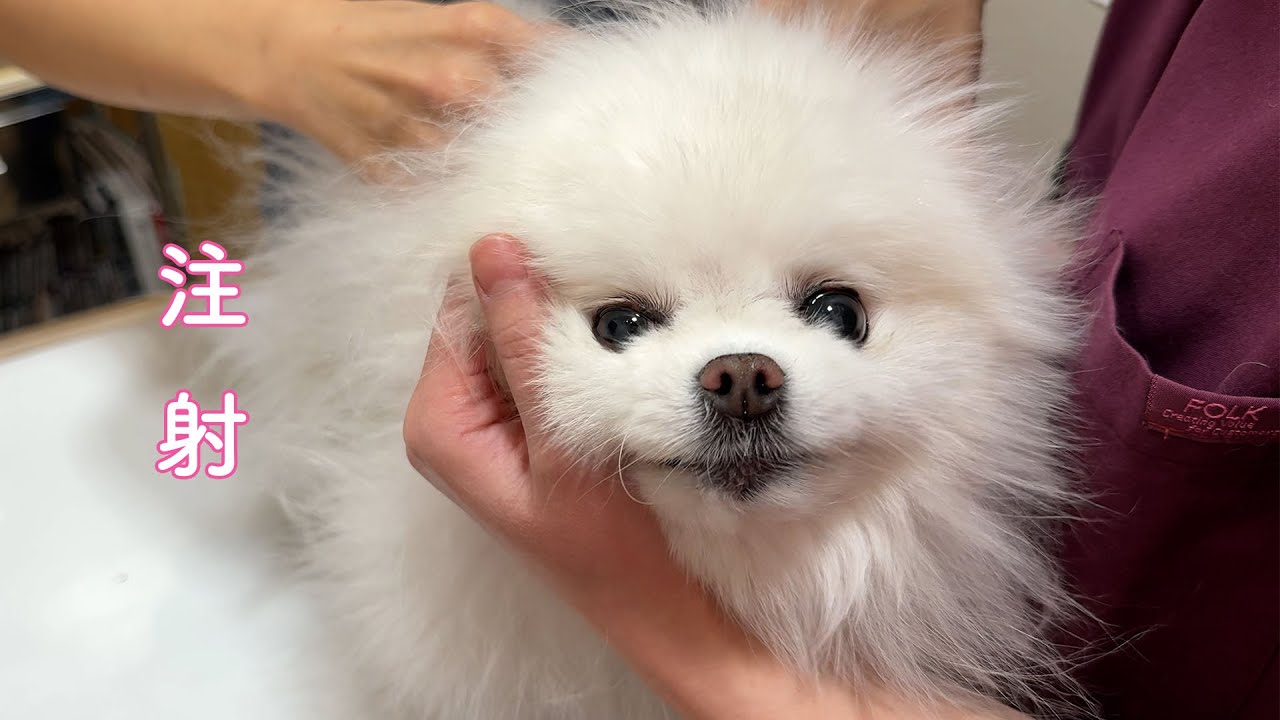 体調不良が続き注射を打つことになりました。