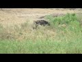 Lions Attack Buffalo