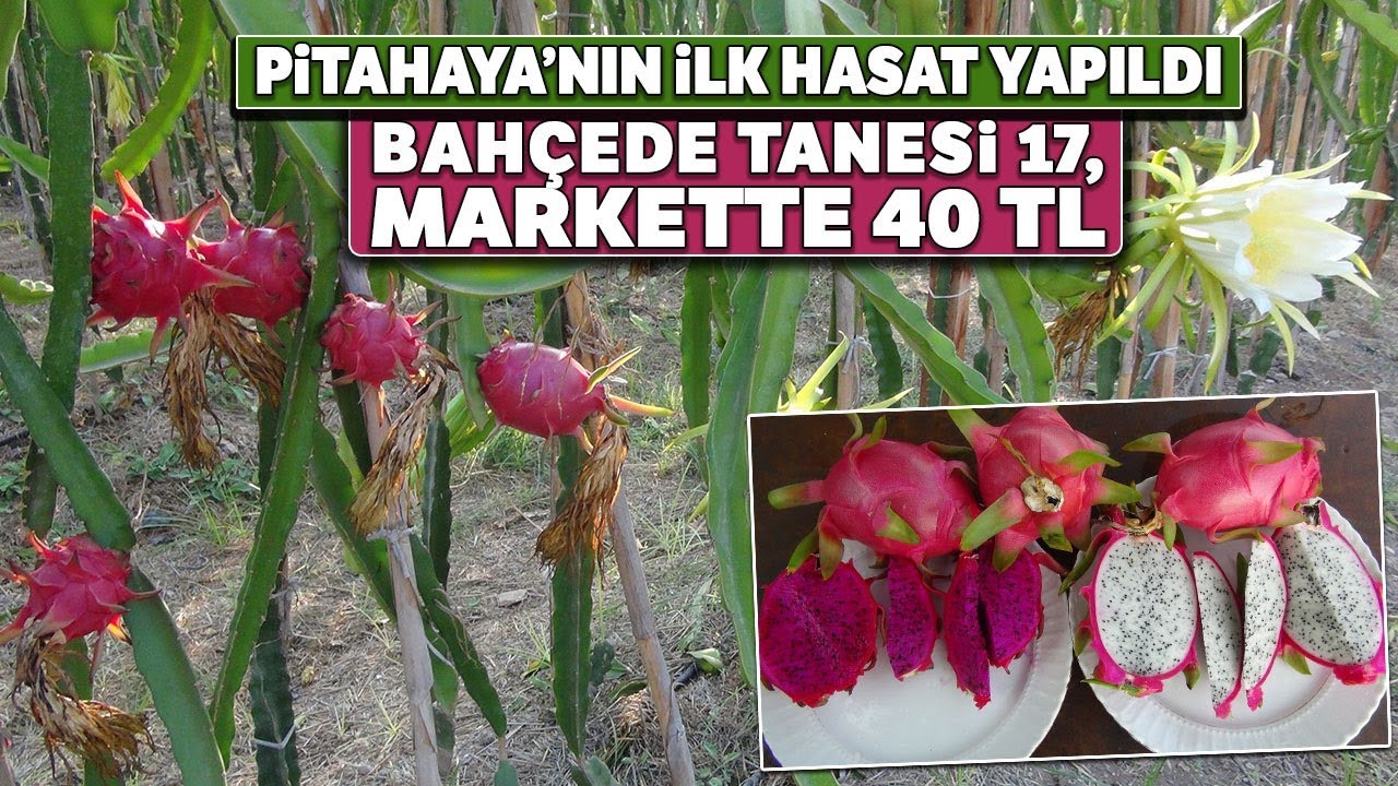 Ejder Meyvesi (Pitahaya)'nın Tanesi Bahçede 17 , Markette 40 TL