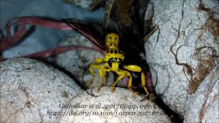 Oviposition Egg Laying Of Xanthopimpla Pedator Gathalkar Et Al., 2017 Supp. Info. 1