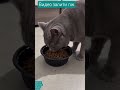 это был сон конец
