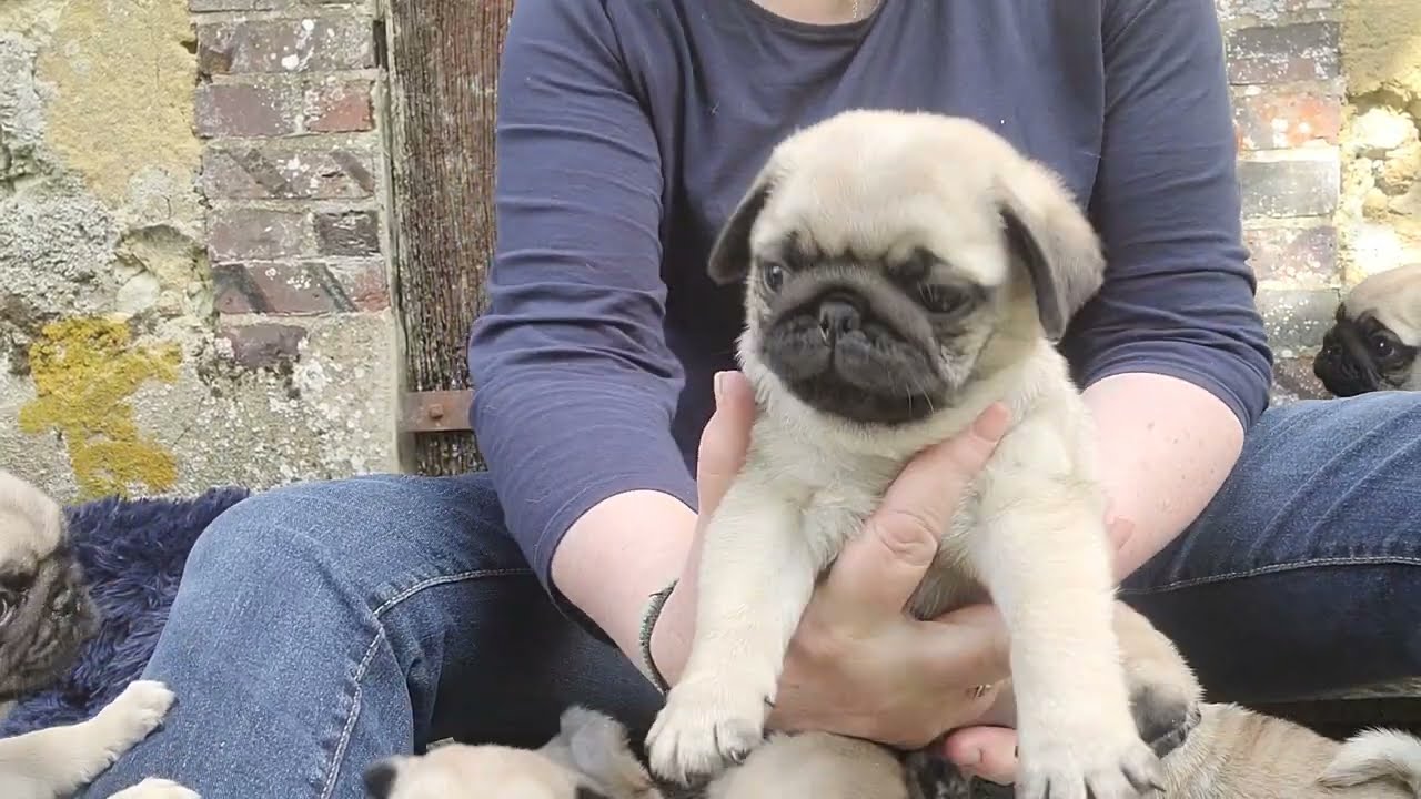 Présentation des chiots carlin de la famille DUNE partie 1