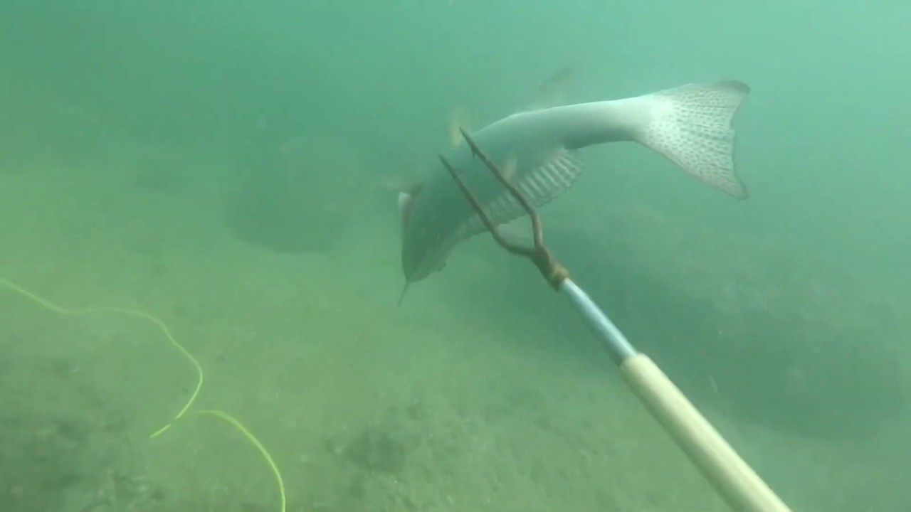 魚突き 自作竹ヤスでホタテウミヘビを突く アナゴじゃないよ Youtube