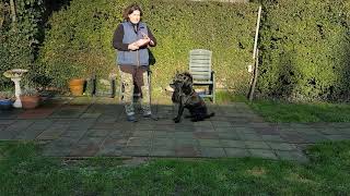Training Labrador Retriever Duggan Draait Moeizaam In Wanneer Hij Deze Dummy Vast Heeft