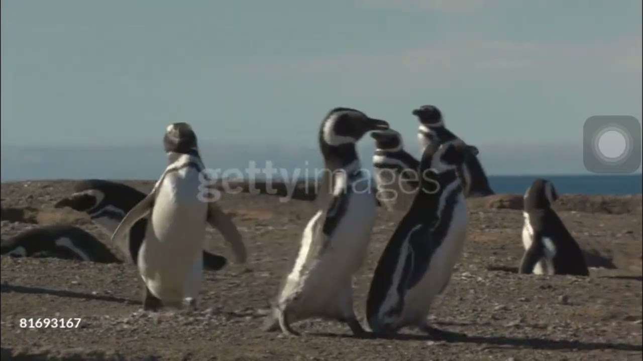 Baby Einstein Scene Remake: Penguins/Arctic Romp
