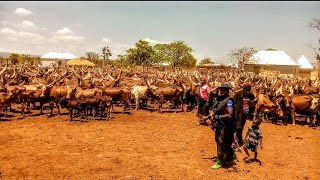 Mpanda Ya Sibwesa Ngwana Jisha Tunaenda Kambini Msambazaji Jileka Mapanda Tv 2025