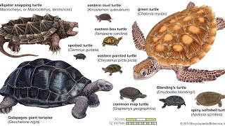 Turtle Videos For Kids