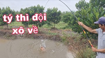 Câu cá rô đồng,cá rô phi,đi câu điểm tinh tưởng tí thì thua | vui miền tây vlog