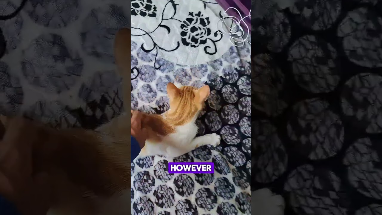 why do cats attack your hand when you rub their belly ? 