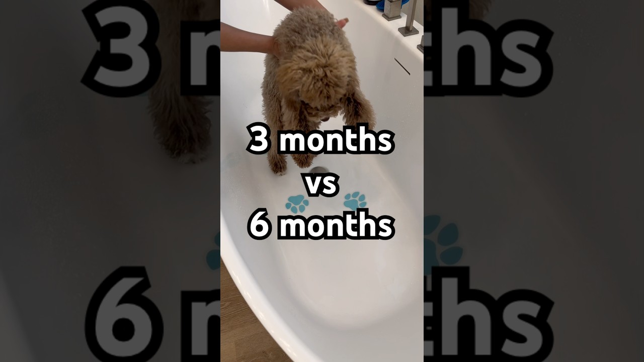 3m ➡️ 6m he's getting big!! 🥲🥰 