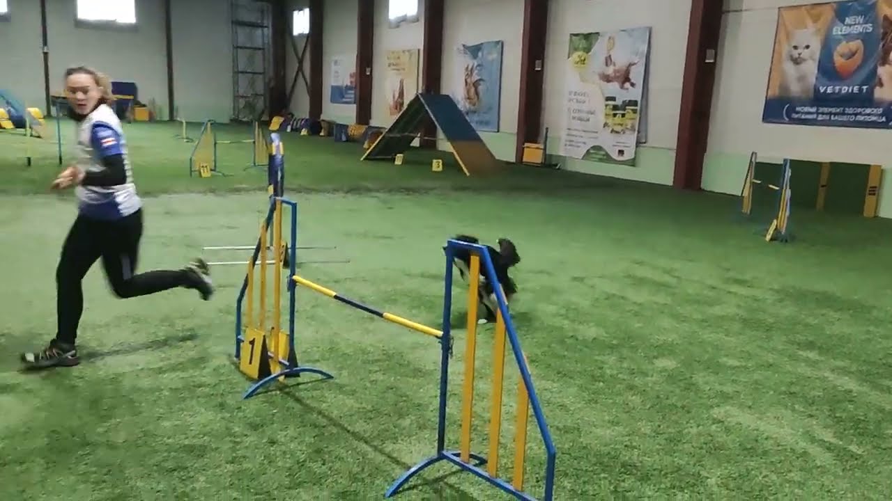 BC Fest, agility, 25/12/22