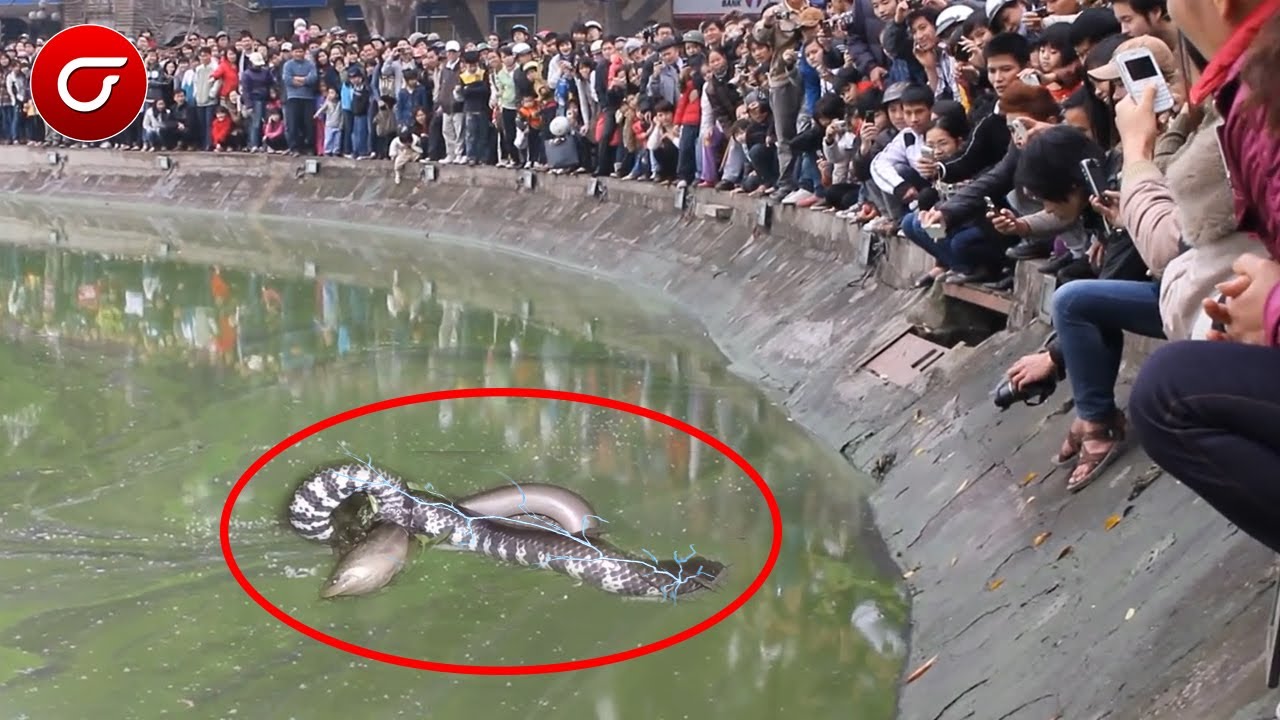 Akibat Terlalu Rakus, Ular Ini Tewas Kesetrum Belut LIstrik, Tubuhnya Kaku Seketika