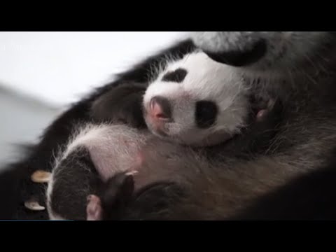 Уникальные кадры новорожденной пандочки. В Московском зоопарке определили пол детеныша панды Диндин