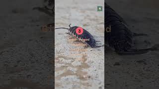 Real Animals That Look Completely Computer Generated #animals #wildlife#shorts