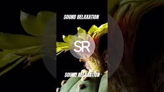 #mesmerizing #Cacti #Flower #zen #meditation #sounds #serene #asmr #floral #tingles #stressrelief screenshot 4