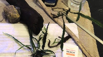 HOW TO PROPAGATE MICROSORIUM PTEROPUS (JAVA FERN)