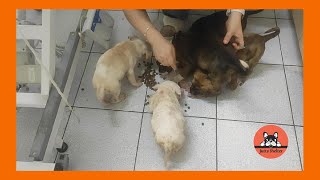 The Five Small Puppies Rescued Get Vaccines and a Check Up