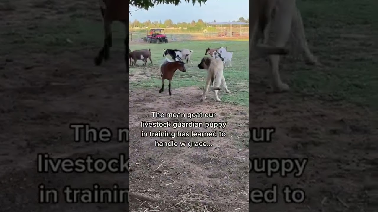 У наших трёх коз, теряющих сознание, есть проблемы с пёсиком. Наша собака-охранник скота на обуче...