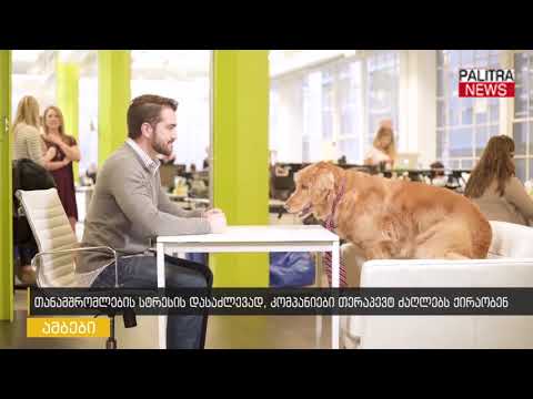 თანამშრომლების სტრესის დასაძლებად, კომპანიები თერაპევტ ძაღლებს ქირაოვებ