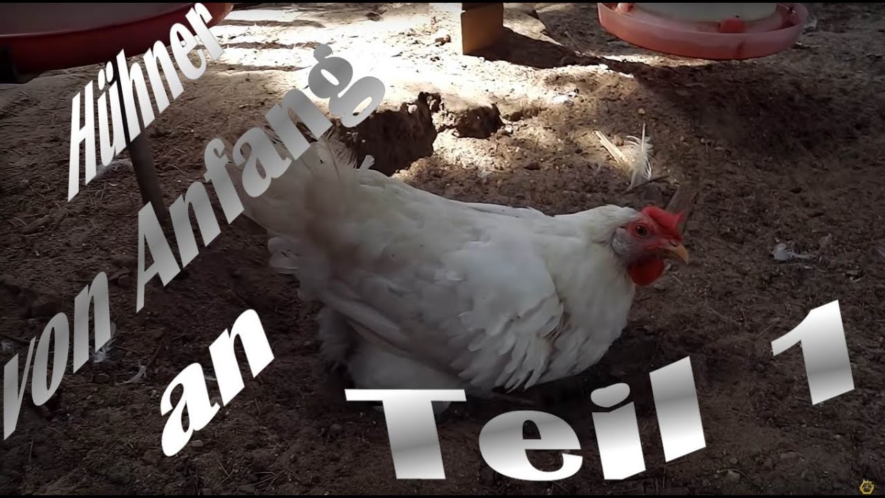 Hühner von Anfang an - #1 Einführung in meine Hühnerhaltung - YouTube