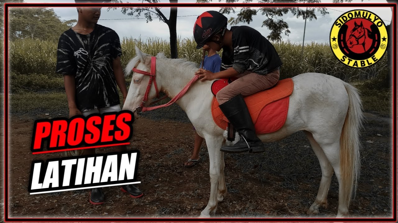 Latihan Di Tunggang  Kuda Mini Putih SIDOMULYO STABLE