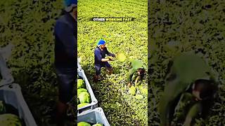 Fastest workers vs this guy💀 #shorts  #trending #trollface