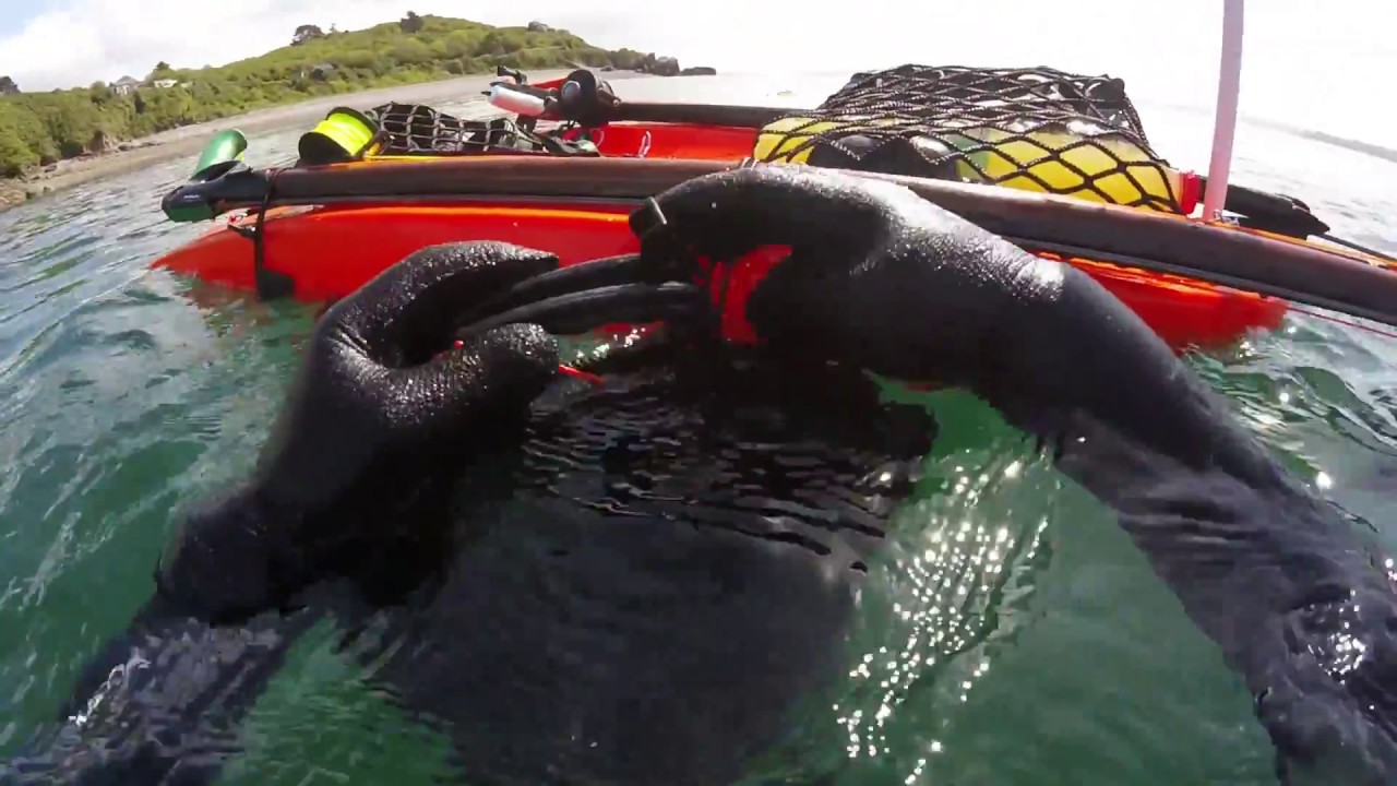 Les araignées de l'île ronde