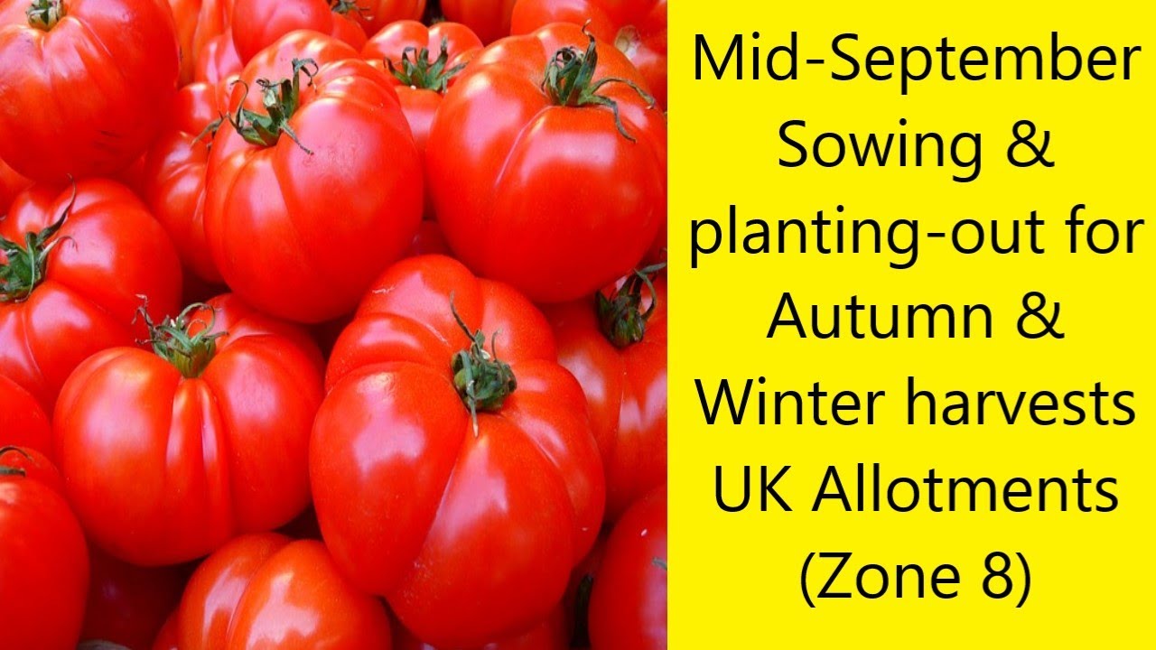 Mid-September - Sowing and planting-out for Autumn and Winter crops - UK Allotments (Zone 8)