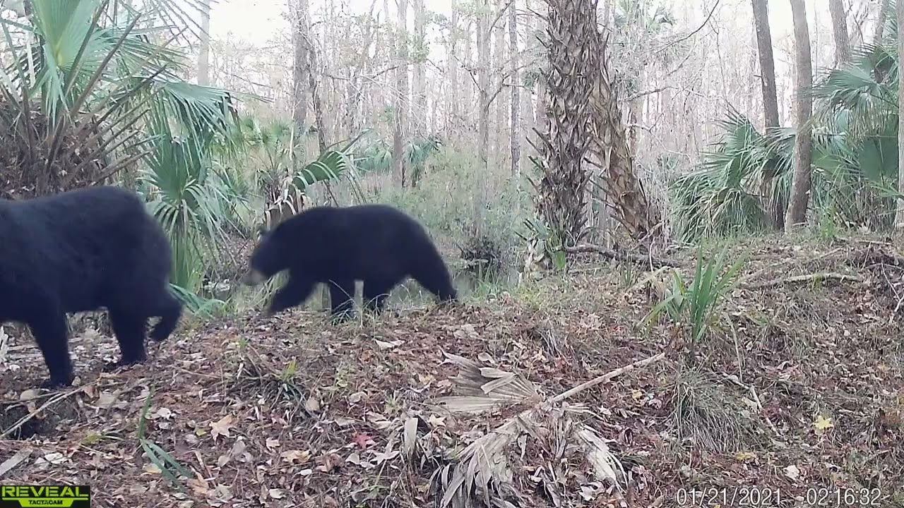 North Florida Swamp Trail Cam Footage.  Bear, bobcats and more