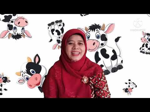 Video: Bagaimana sapi bermanfaat bagi manusia?