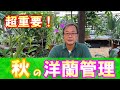 【洋蘭】超重要な「秋の手入れ」について徹底解説します。(カトレア、デンドロ、胡蝶蘭など)