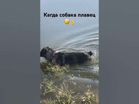 Плавец - YouTube