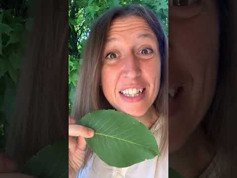 Video ACQUA DI SAN GIOVANNI: preparala con me