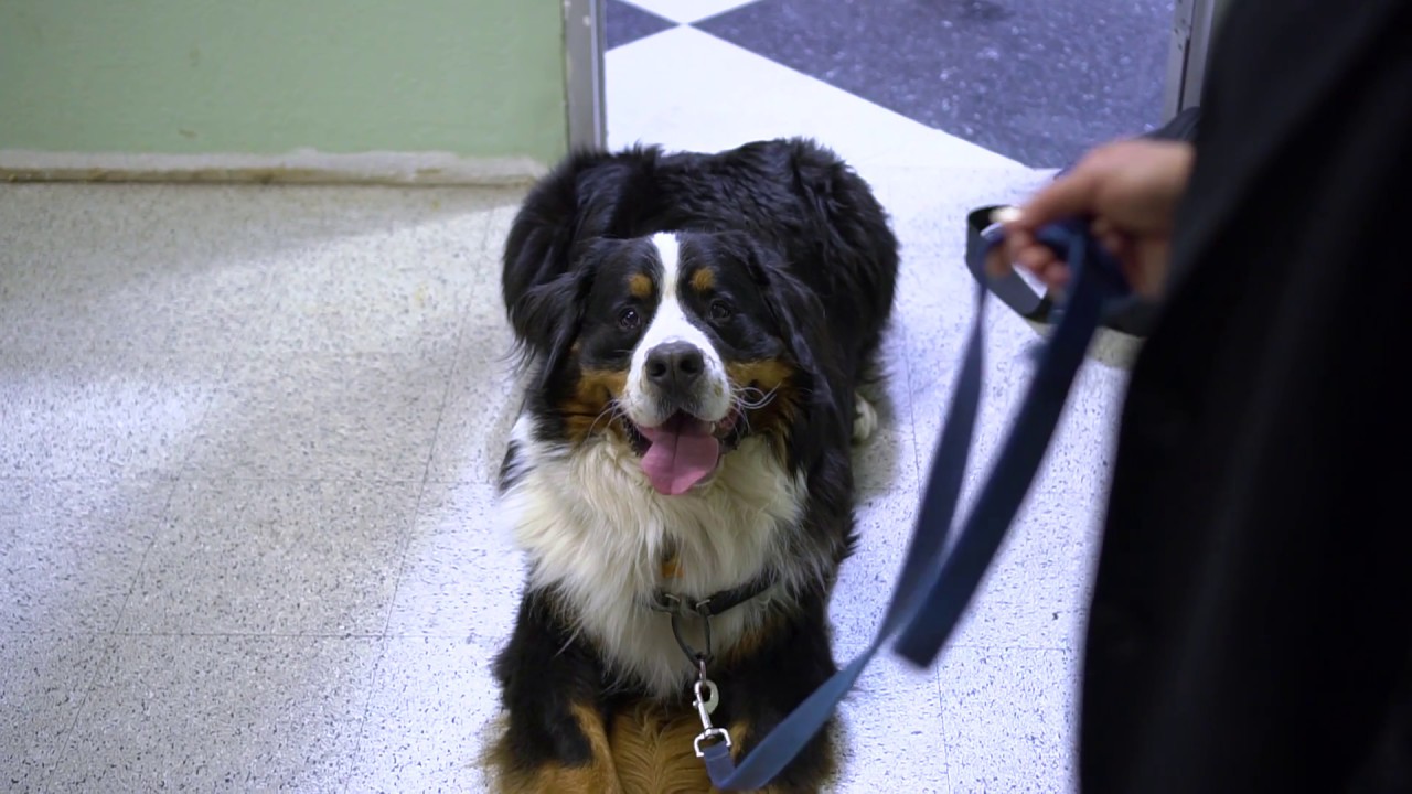 K9000 for Pet Stores