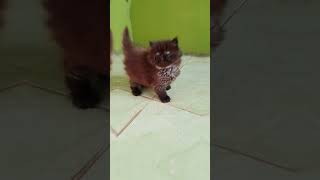 yg hitam memang manis 😃😃 #kucinglucu #catlovers #hiburan #cat