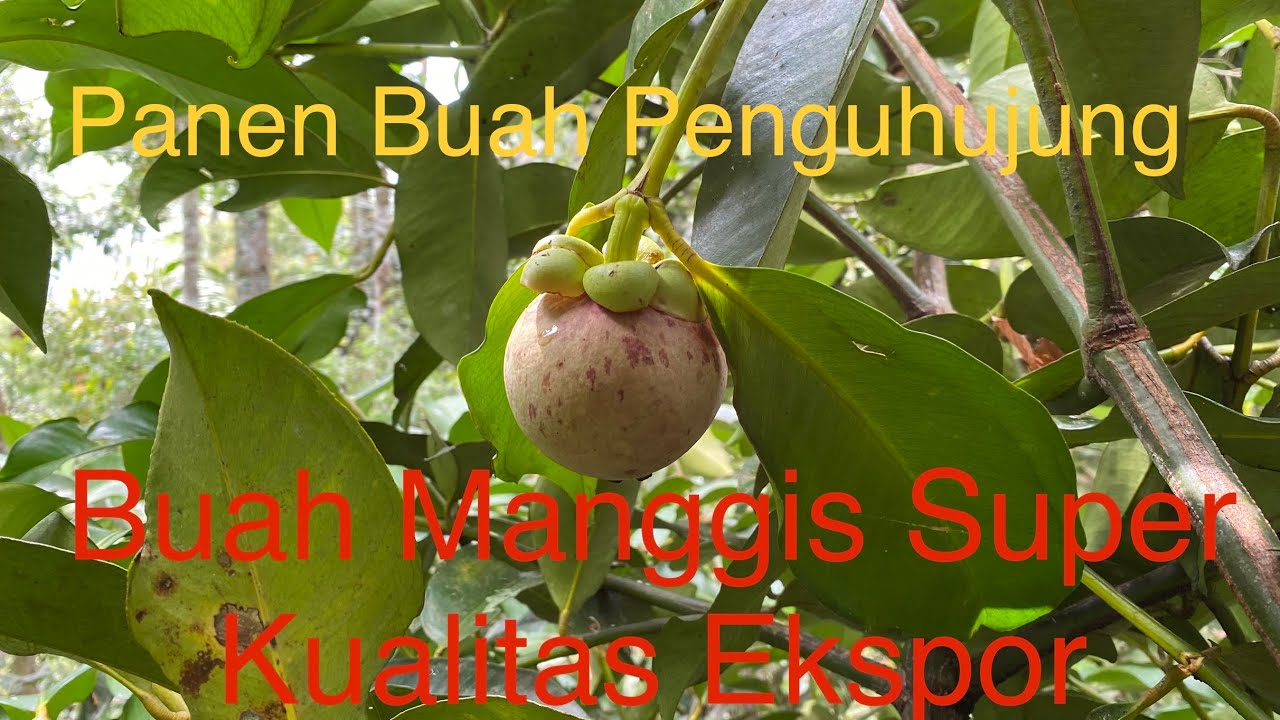 Panen Manggis Kedepatian Semerap Berkualitas Ekspor di Bulan Ramadhan