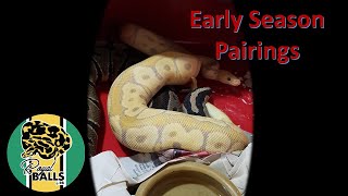 Breeding Ball Pythons; Early Season Pairings