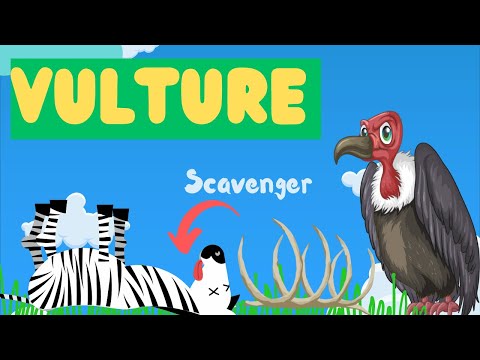 Video: Vulture este Descriere, fotografie