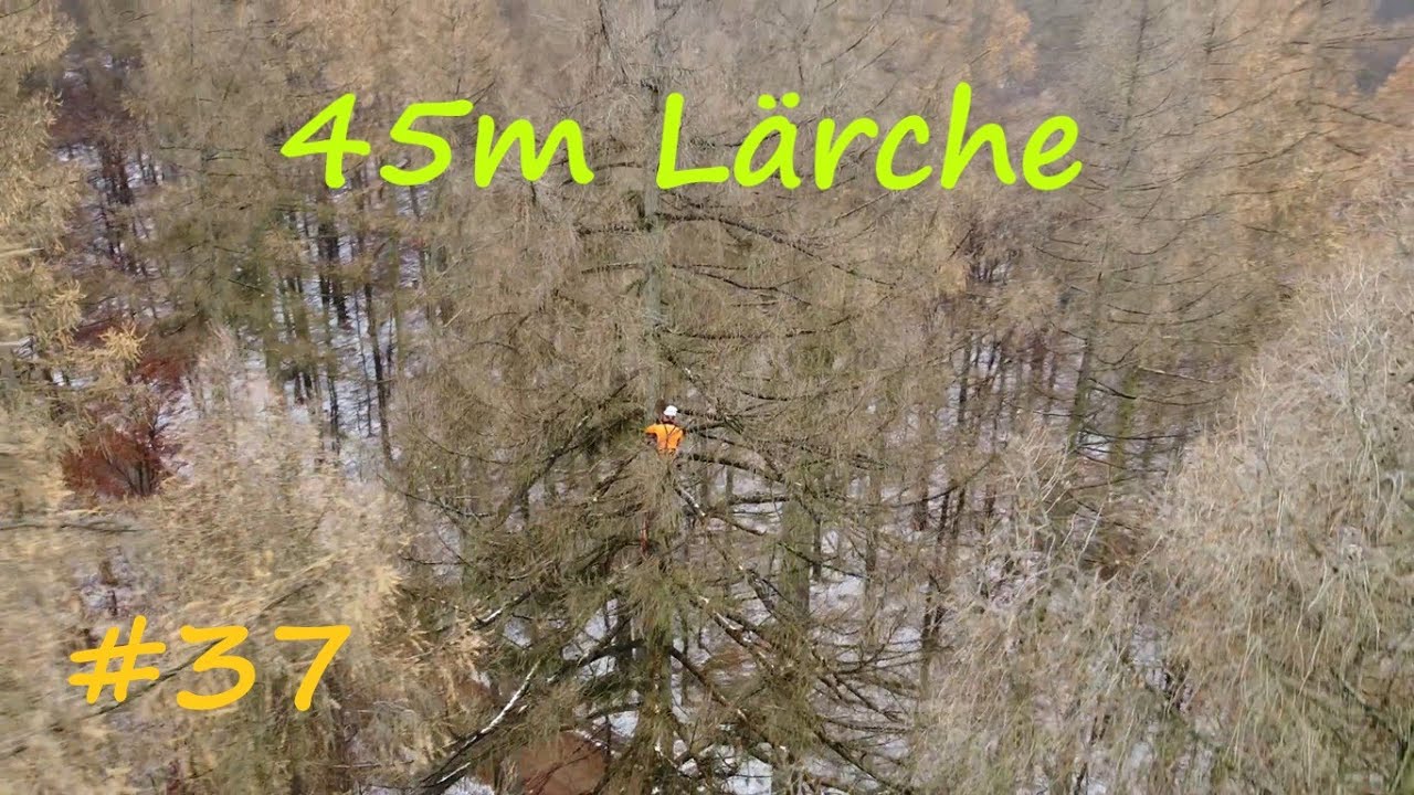 The Grand German 45m [T5 Geocaching, Klettern im Baum]