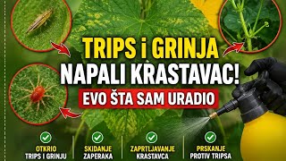 Trips I Grinja Napali Krastavac Evo Šta Sam Uradio