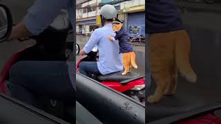 Download Lagu Oyen sudah seperri pokisi beneran🐈 #kucingoyen #cat #kucinglucu #pecintakucing MP3