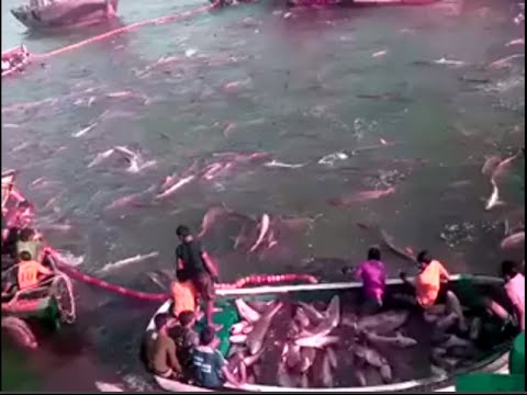 Proses Penangkapan Ikan Dilaut Lepas  Penangkapan Ikan 