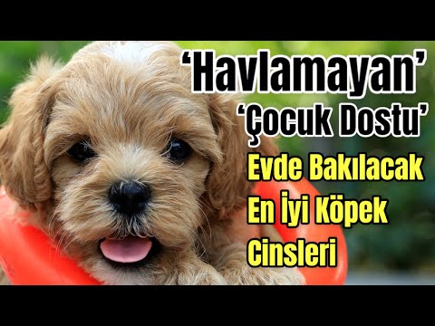 Video: Skymall Top 10 Süper Fly Pet Ürünleri