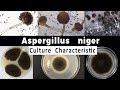 Aspergillus niger Culture Characteristic