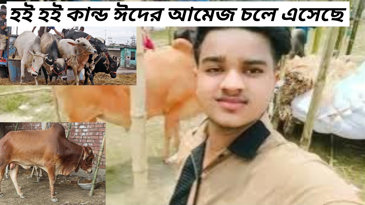 Ins Rashed 07 রহমতগঞ্জ গরুর হাট ২০২৪ | ৮জুন২০২৪ |কোরবানির গরু ২০২৪| Rashed vlog 07 ...