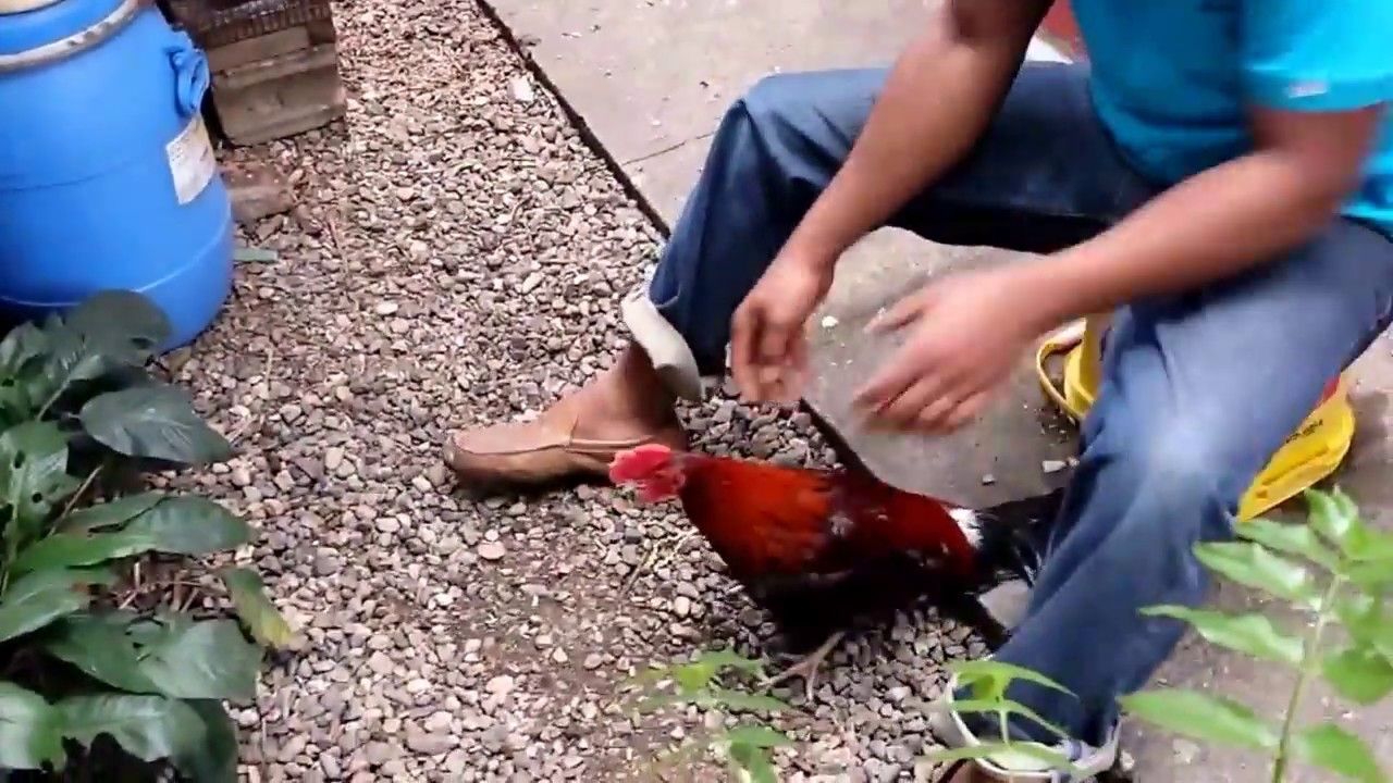 entrenamiento de gallo de pelea YouTube